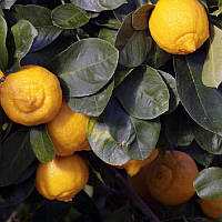 Лайм, Лиметта, (Citrus limetta "Dolce Romana") до 20 см.