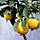 Лайм, Ліметта, (Citrus limetta "Dolce Romana") 20-25 см., фото 4