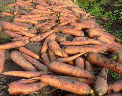 Морковь "Королева Осени" семена 5 г