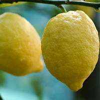 Лимон Овале де Сорренто (Ovale Di Sorrento) до 20 см. Кімнатний