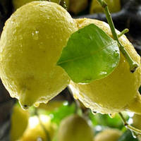 Лимон Загара Б'янка (Femminello a zagara Bianca) 10-20 см. Кімнатний