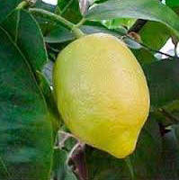 Лимон Верна (С. Limon Verna) 10-20 см. Чорнкван. Кімнатний