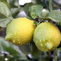 Лимон СІРАКУЗАНО (C. limon "Femminello Siracusano") 20-25 см. Кімнатний
