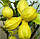 Лимон Каналікулята (C. limon "Canaliculata") до 20 см. Кімнатний, фото 3