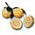 Лимон Каналікулята (C. limon "Canaliculata") до 20 см. Кімнатний, фото 4