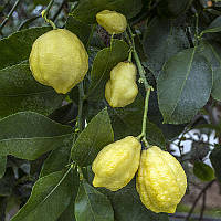 Лимон "Каналикулята ди Палермо" (C. limon "Canaliculata di Palermo") до 20 см. Комнатный