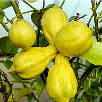 Лимон Каналікулята (C. limon "Canaliculata") 20-25 см. Кімнатний