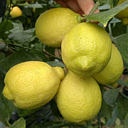 Лимон "Флорентіна" (C. limon "Florentina")