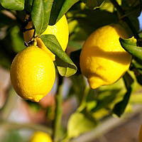 Лимон "Флорентина" (C.limon "Florentina") 25-30 см. Комнатный