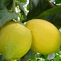 Лимон "Фемминелло Адамо" (C. limon "Femminello Adamo") 20-25 см. Комнатный