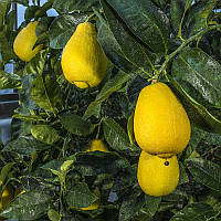 Лимон Ваксалоу (C. limon Vakhalou) до 20 см. Кімнатний