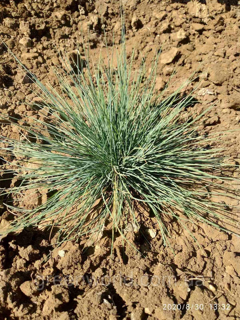 Вівсяниця сиза (Festuca)