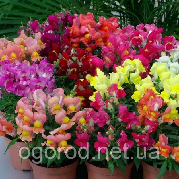 Львиний зів (antirrhinum) Antiquity Floranova 1000 шт Mix