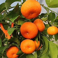 Клементин "Аносі" (C. clementina "Anosi") 10-20 см. Кімнатний