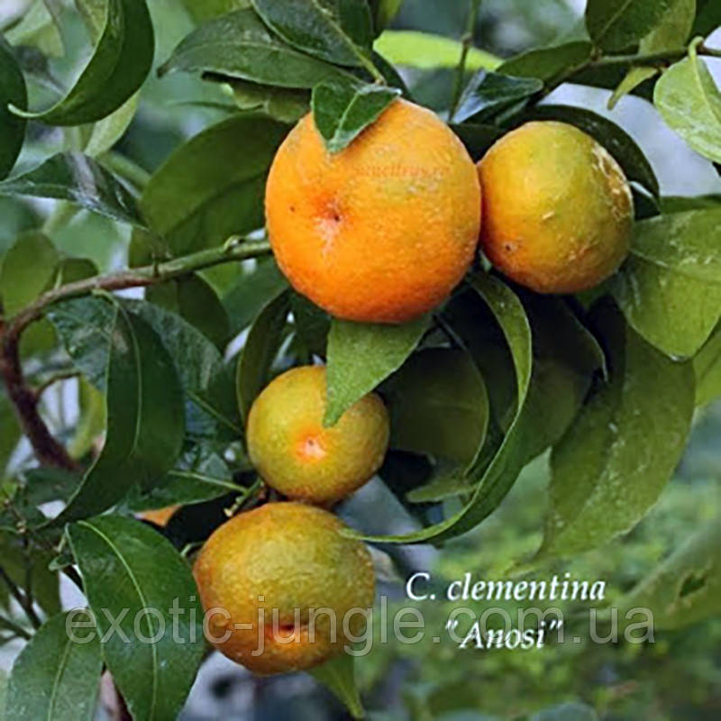 Клементин "Аноси" (C. clementina "Anosi") 20-25 см. Комнатный - фото 3 - id-p1245230662