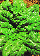 Шпинат жирнолистий 1 г насіння