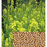 Горчица белая семена 5 г