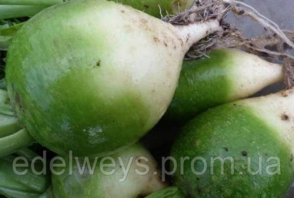 Редька Маргеланская (Raphanus sativus var. lobo) (насіння 1 г)
