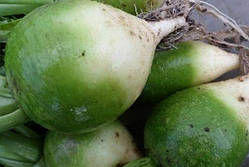 Редька Маргеланская (Raphanus sativus var. lobo) (насіння 1 г)