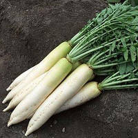 Дайкон "Миновасе" (Raphanus sativus var. longipinnatus)(насіння 2 г)