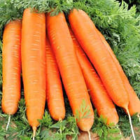 Морковь "Красный великан" семена 2 г