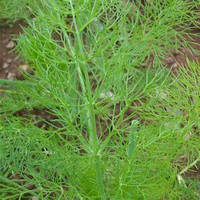 Кріп кущовий (насіння 2 г)