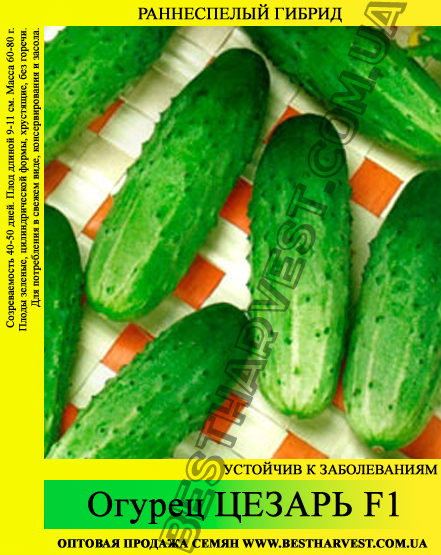 Насіння огірка "Цезар F1" 0.5 кг