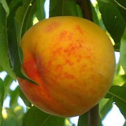 Саджанці персика Вайн Голд (дворічний)
