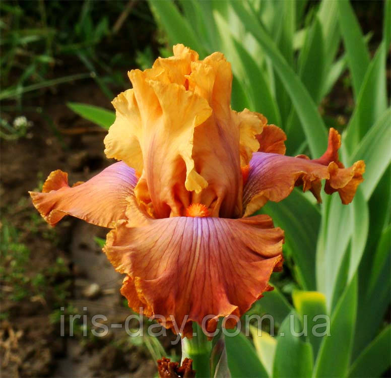 Ірис Candy Colors Канда Колорс (Blyth 2009) (сажниці), фото 1