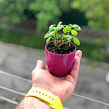 Подарунковий набір з зростаючими олівцями Мрія подарунок для вчителя на 8 березня, фото 4