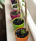 Подарунковий набір з зростаючими олівцями Мрія подарунок для вчителя на 8 березня, фото 3