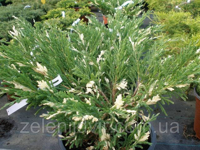 Ялівець горизонтальний 'Aндорра Варіегата' 3 річний Juniperus horizontalis 'Andorra Variegata'