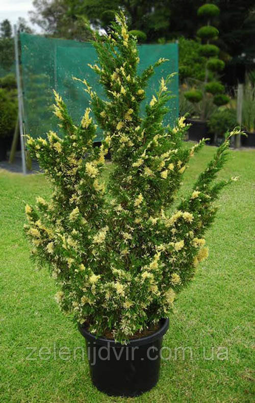 Можжевельник китайский 'Стрикта Вариегата' 2,5 года Juniperus chinensis 'Stricta Variegata' - фото 2 - id-p1245949778