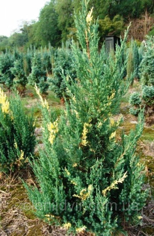 Можжевельник китайский 'Стрикта Вариегата' 2,5 года Juniperus chinensis 'Stricta Variegata' - фото 4 - id-p1245949778