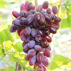 Саджанці винограду Байконур