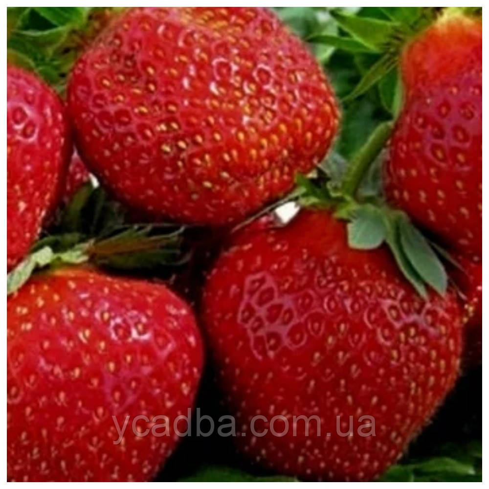 Полуниця Зефір (рання)