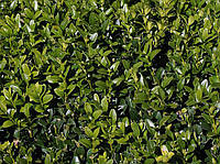 Самшит вечнозеленый BUXUS SEMPERVIRENS 20-25см