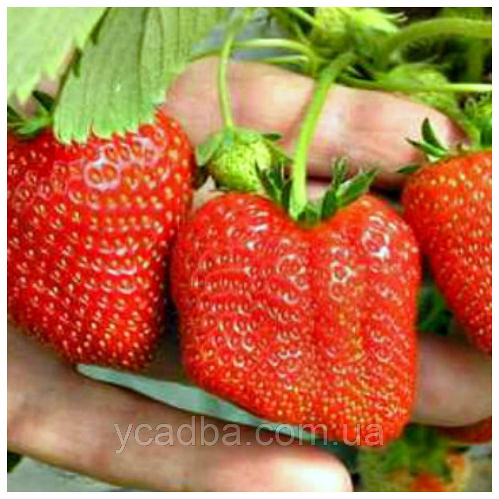 Полуниця Мармелада (середня), фото 1