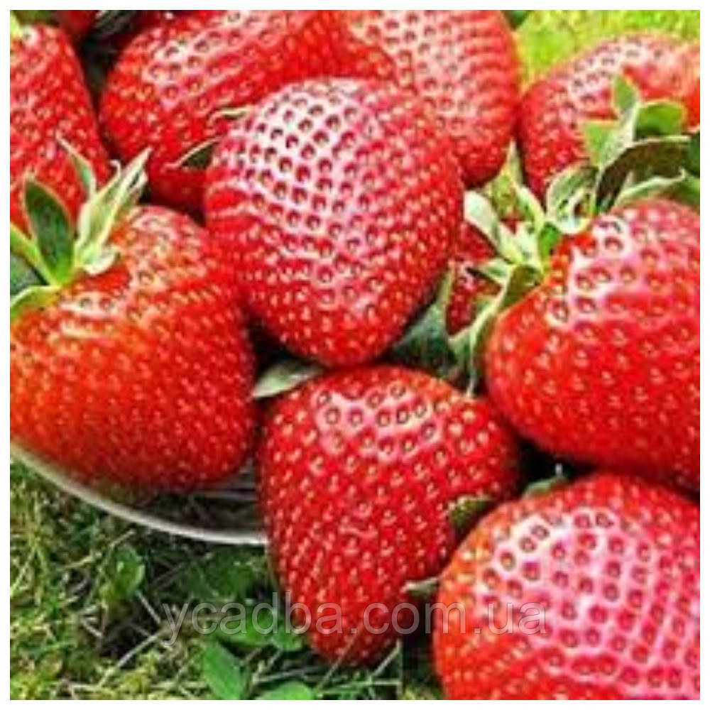 Полуниця Вібрант (рання), фото 1