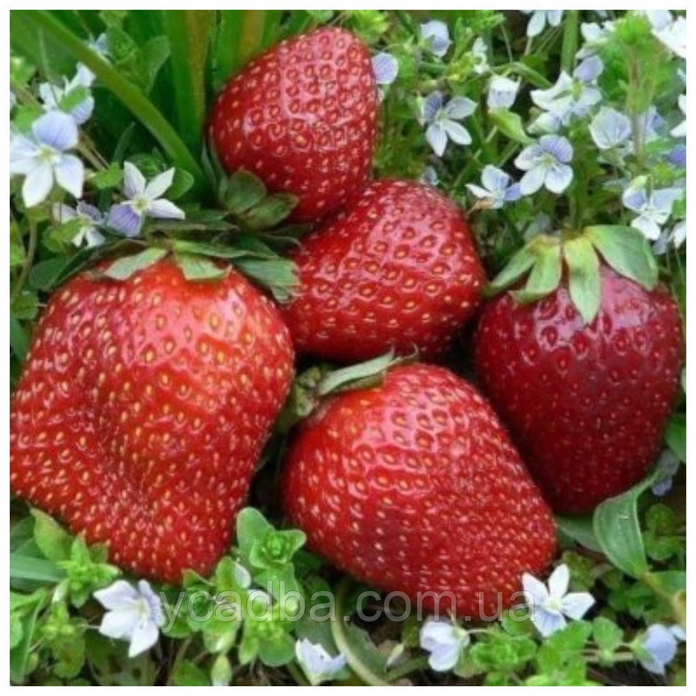 Полуниця Азія (рання)