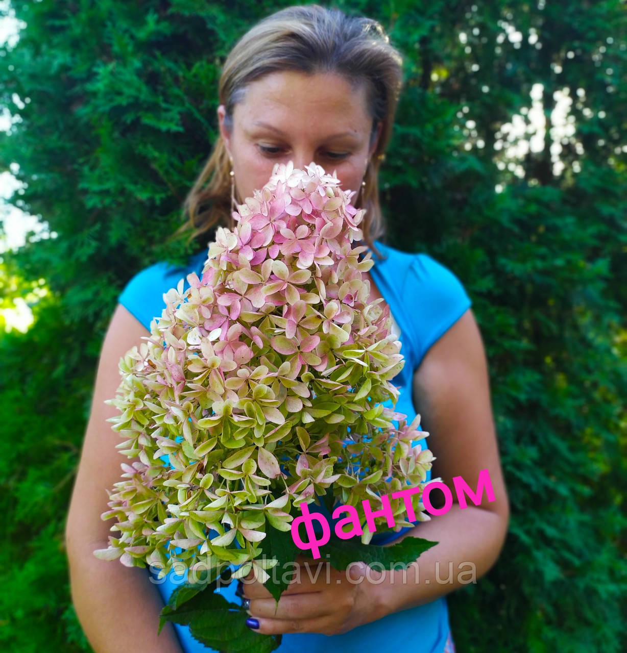 Гортензія волотиста Фантом (HYDRANGEA PANICULATA PHANTOM) 3 роки