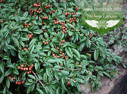 Cotoneaster salicifolius 'Parkteppich', Кизильник верболистий 'Парктеппіх',P9 - горщик 9х9х9