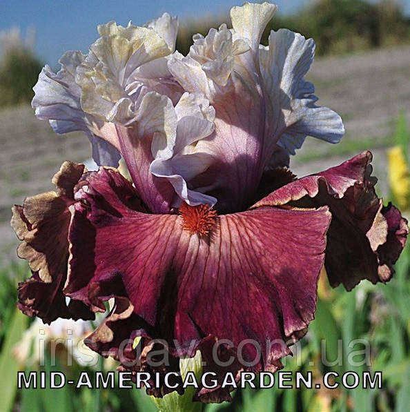 Ірис One Mans Art Ван Менс Арт (Blyth 2019) (сажінки), фото 1