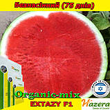 Насіння, кавун безсім'яний, ЕКСТАЗІ F1, ТМ Нazera (54) проф. пакет 500 насіння, фото 2