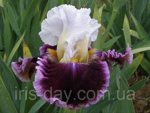 Ирис Leader of the Pack Лідер оф зе Пак (Sutton 2018), фото 1