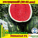 Насіння, кавун МІРАКЛ F1 / MIRACLE F1 ТМ Hazera (Ізраїль), 1000 насінин, фото 2