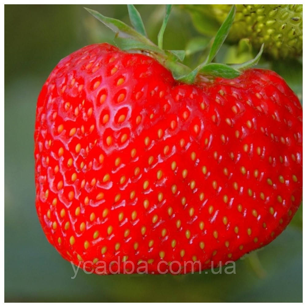 Полуниця Хуан, великоплідна (середня), фото 1