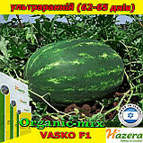 Насіння, кавун ВАСКО F1 / VASKO F1 ТМ Hazera (творювач), 1000 насіння, фото 3