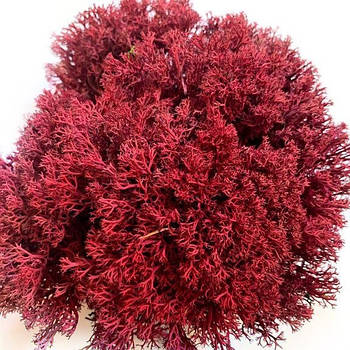 Стабілізований мох Червоний Ягель Український 100 г Green Ecco Moss