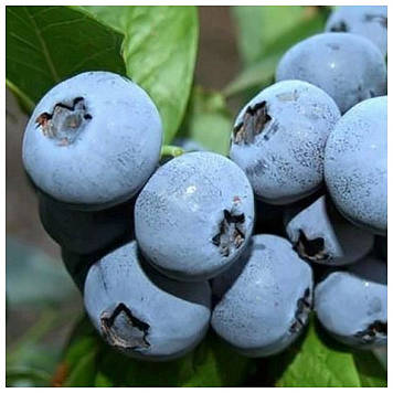 Лохина Бонус  (3 роки)